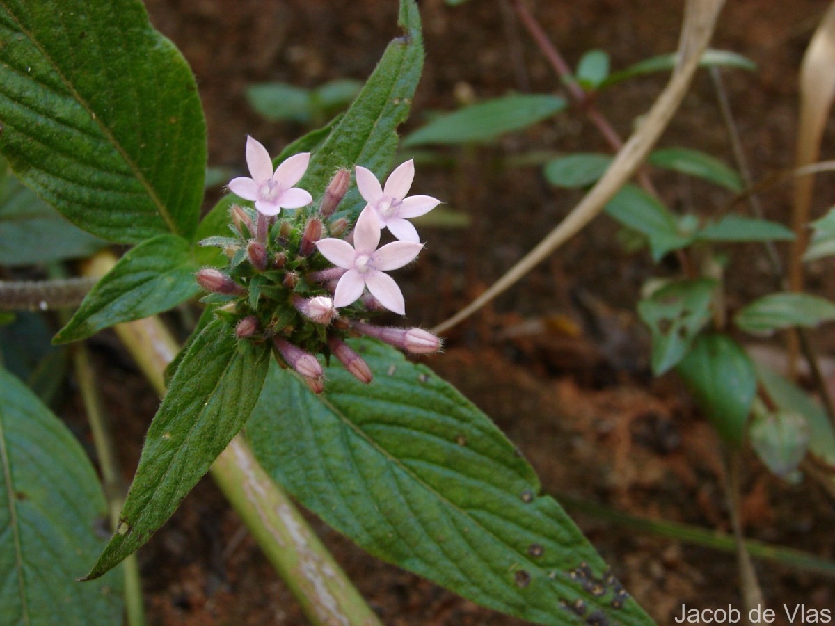 Pentas lanceolata (Forssk.) Deflers
